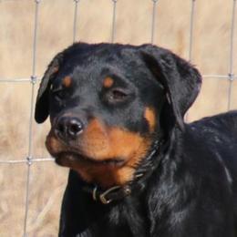 Greater Swiss Mountain Dogs and Rottweilers from Cornerstone Kennels