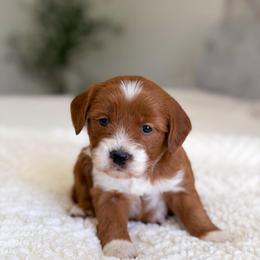 Maple - Apricot female Goldendoodle puppy in Southeast Arcadia, Florida from Desoto Doodles