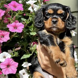 Cavalier King Charles Spaniels from Kerrick Cavaliers