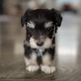 Miniature Schnauzer puppies from Kelli Palmer