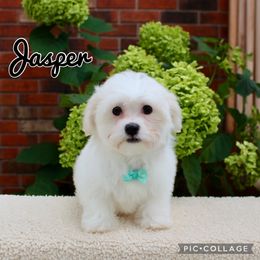 Jasper - White male Mal-Shi puppy in Morehead, Kentucky from Paw Perfect Pets