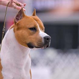 Bosa - American Staffordshire Terrier