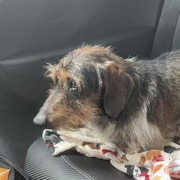 Hawk - Dachshund