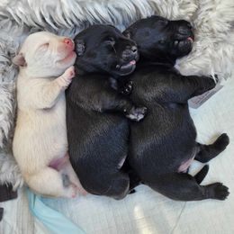 Scottish Terrier Puppies from Nicole's Scottish Terriers