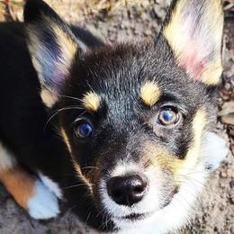 American Corgis and Pembroke Welsh Corgis from The Comma Corgis