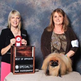Pekingese from Deja vu Pekingese ROM-S