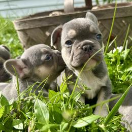 French Bulldog Puppies from Jasmine McMurtry