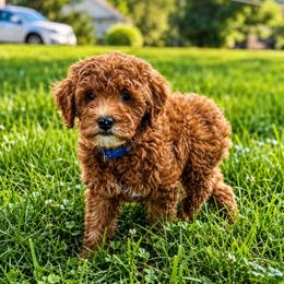 Aspen - Red  male Goldendoodle puppy in Annandale, New Jersey from KN Mini Goldendoodles