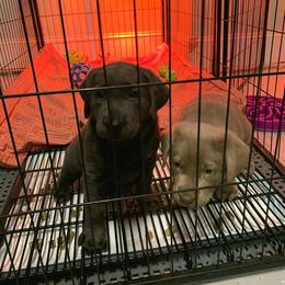 Dilute Retriever Puppies from Weathervane Labs