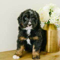 Wynn - male Australian Mountain Doodle puppy in Spanish Fork, Utah from K Brand Doodles