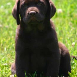 Labrador Retriever Puppies from Endless Mt. Labradors