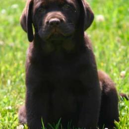 Labrador Retriever Puppies from Endless Mt. Labradors