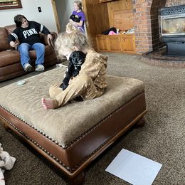 Cockapoo and Cocker Spaniel Puppies from Penny’s Perfect Pups