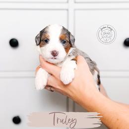 Truly - Blue merle female Bernedoodle puppy in Mahomet, Illinois from Jordan Family Doodles