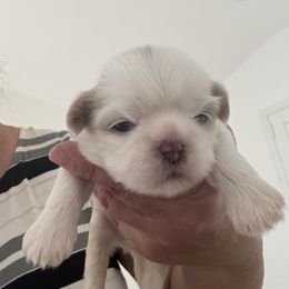 Blue - Blue male Shih Tzu puppy in Ridgecrest, California from Love4Shihtzu