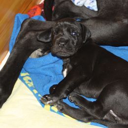 Great Dane Puppies from Dunn Right Ranch