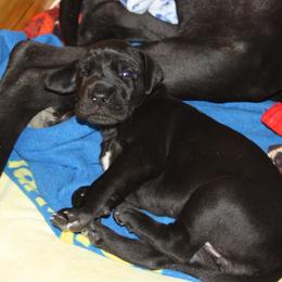 Great Dane Puppies from Dunn Right Ranch