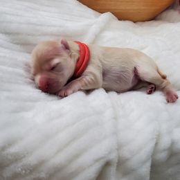 Miss Pink - Apricot female Schnoodle puppy in Leitchfield, Kentucky from Eveleigh Acres Puppies