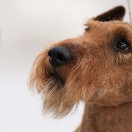 Irish Terriers from Terri VandeZande's Irish Terriers