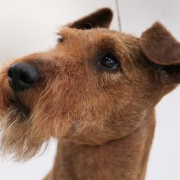 Irish Terriers from Terri VandeZande's Irish Terriers