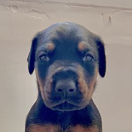 Girl 5 - female Doberman Pinscher puppy in Columbia, Maryland from Storm Cloud Doberman