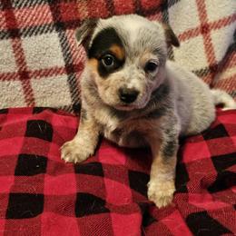 Blue - Blue speckled male Australian Cattle Dog puppy in Sneedville, Tennessee from JoAnn's Australian Cattle Dogs