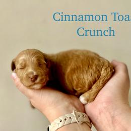 Cinnamon Toast Crunch - Red  female Goldendoodle puppy in Taylorsville, North Carolina from Heartfelt Doodles