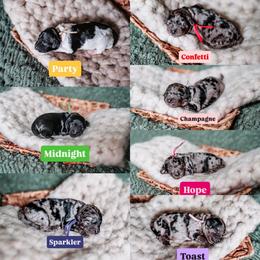 Pick 4 - Parti female Goldendoodle puppy in Damascus, Oregon from Emma Doodles