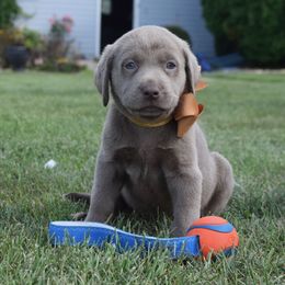 Dilute Retriever Puppies from Royalty Retrievers