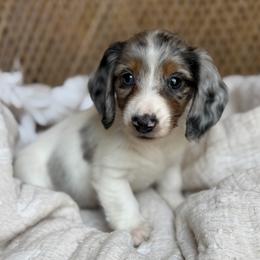 Branch - Black and tan male Dachshund puppy in Duncanville, Alabama from Bear Creek Dachshunds