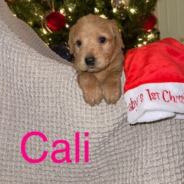 Cali - Labradoodle puppy in Warfordsburg, Pennsylvania from Black Oak Forrest Doodles