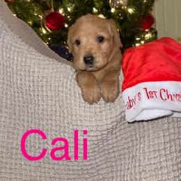 Cali - Labradoodle puppy in Warfordsburg, Pennsylvania from Black Oak Forrest Doodles