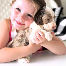 Silas - Red merle male Aussiedoodle puppy in Orland, California from Shockley’s Elite Doodles