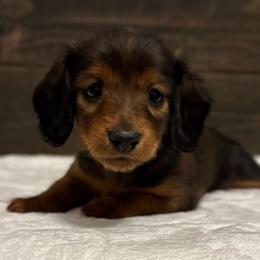 Dolly - Red female Dachshund puppy in Dothan, Alabama from Little House Pups