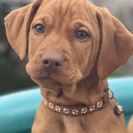 Brownie - Golden rust male Vizsla puppy in Boaz, Alabama from MountainTop Vizslas