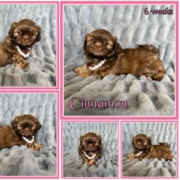 Cinnamon - Red female Shih Tzu puppy in Yelm, Washington from Lala's All Star Shih Tzu