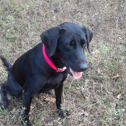 Rue - Labrador Retriever
