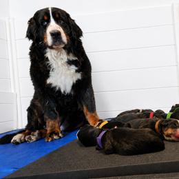 Boy - Tri-color male Bernese Mountain Dog puppy in Earlham, Iowa from Sumbern - Iowa's Bernese Mountain Dogs
