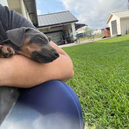 Girl 2 - Blue and rust female Doberman Pinscher puppy in Elgin, Texas from New Horizons Kennels