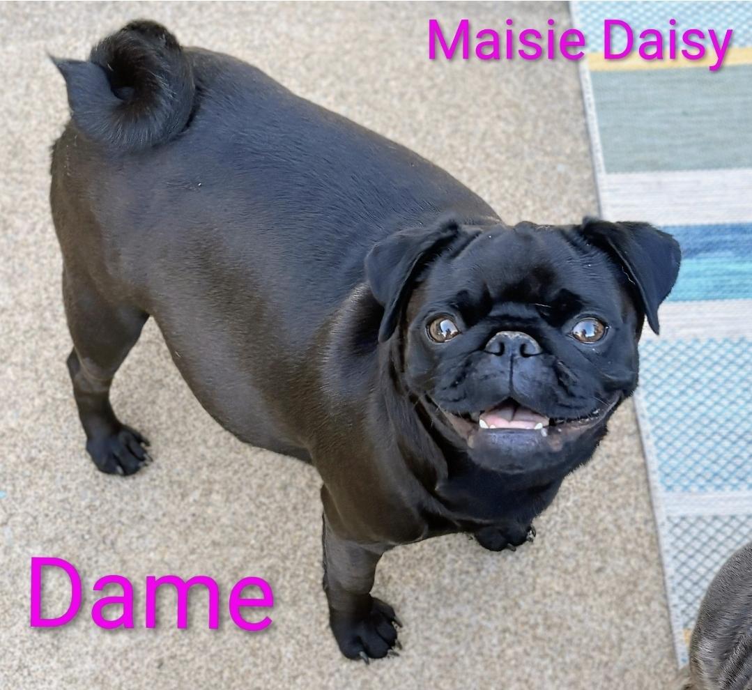 Mazie Daisy