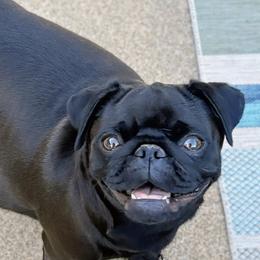 Mazie Daisy - Pug