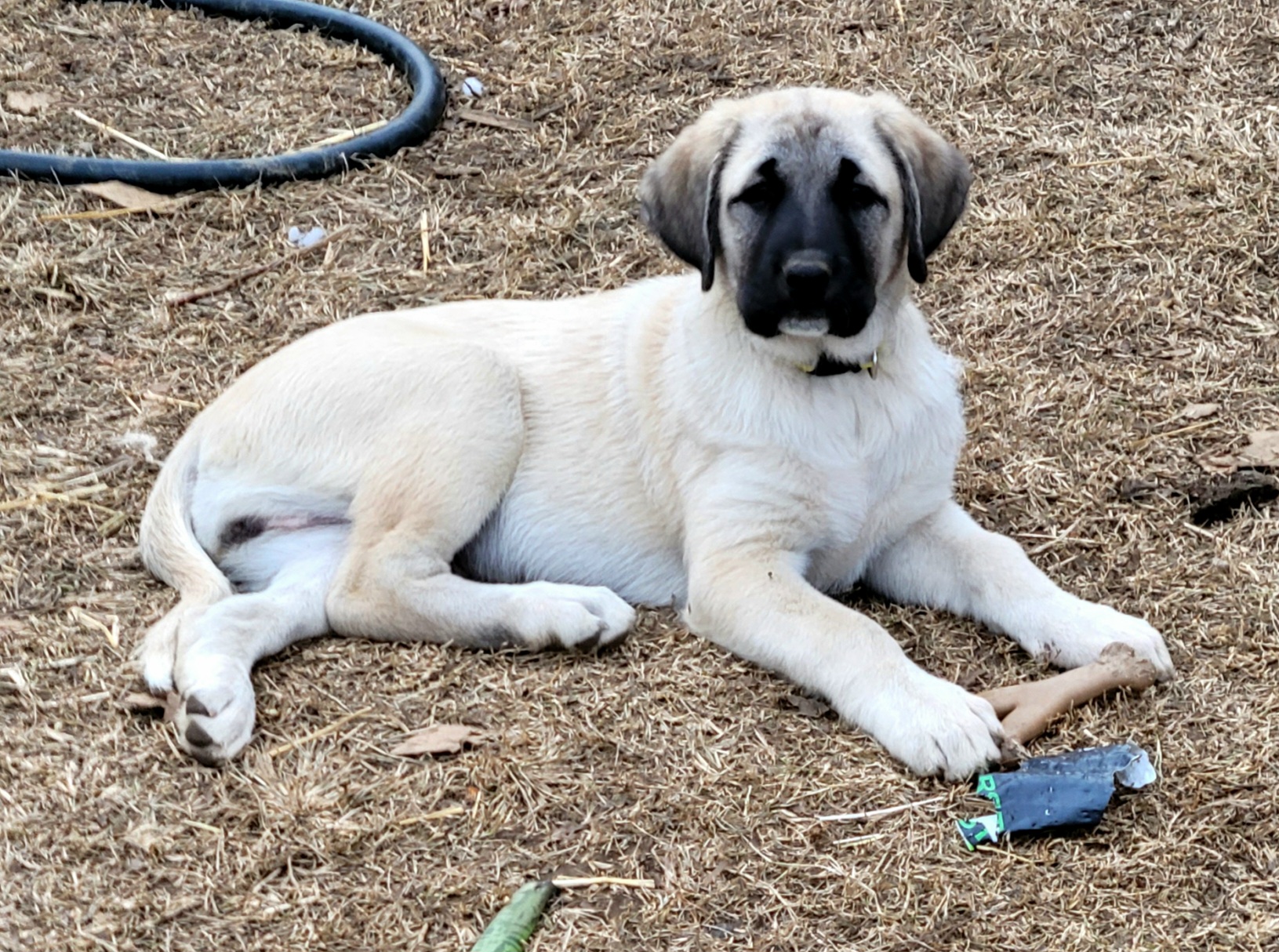 Girl 2 - Anatolian Shepherd Dog puppy in Duffield, Virginia from Ezka Miras Farms