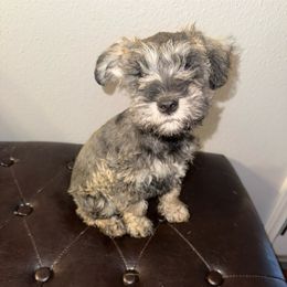 Girl 2 - Salt and pepper female Miniature Schnauzer puppy in Watauga, Texas from Sissy’s Schnauzers