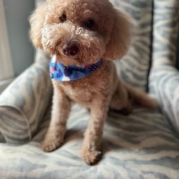 Birdie - Goldendoodle