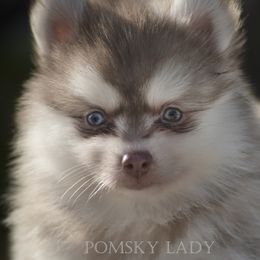 Pomskies from Pomsky Lady