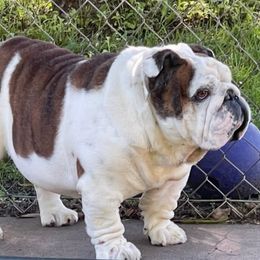 Groot - Bulldog