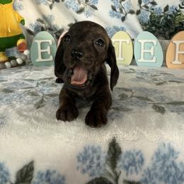 Winniford - Brindle female Dachshund puppy in Temecula, California from Naomi Magee's Dachshund Kennel