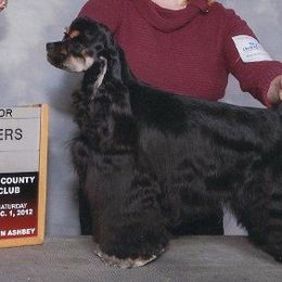 Brees - Cocker Spaniel