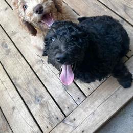 Goldendoodle Puppies from Lundee Doodles