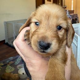 Pepper's Paprika - Red female Dachshund puppy in Ocala, Florida from Island Farms Mimi’s Dachshunds Florida